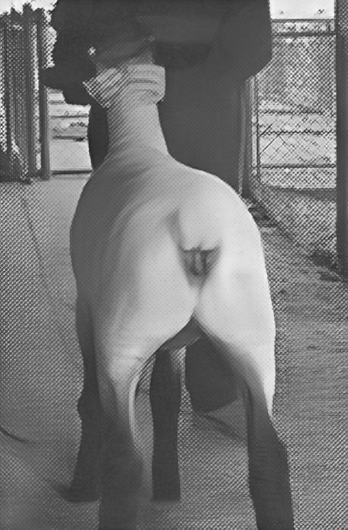 Showmanship - Good 4jpg